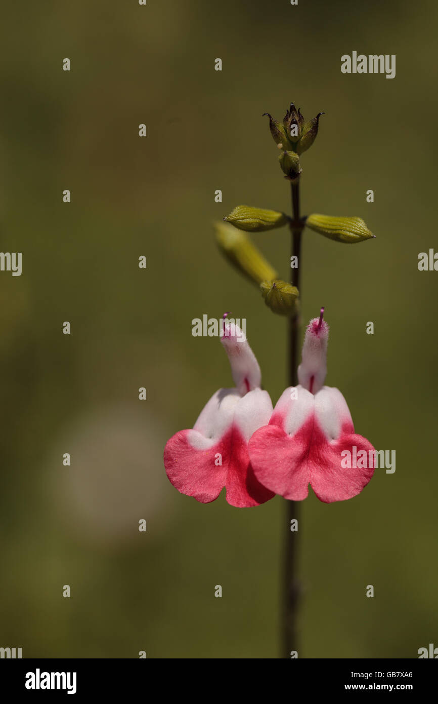 Le rouge et le blanc hot lips salvia Salvia microphylla, fleurs, fleurs dans un jardin botanique au printemps sur un fond vert. Banque D'Images