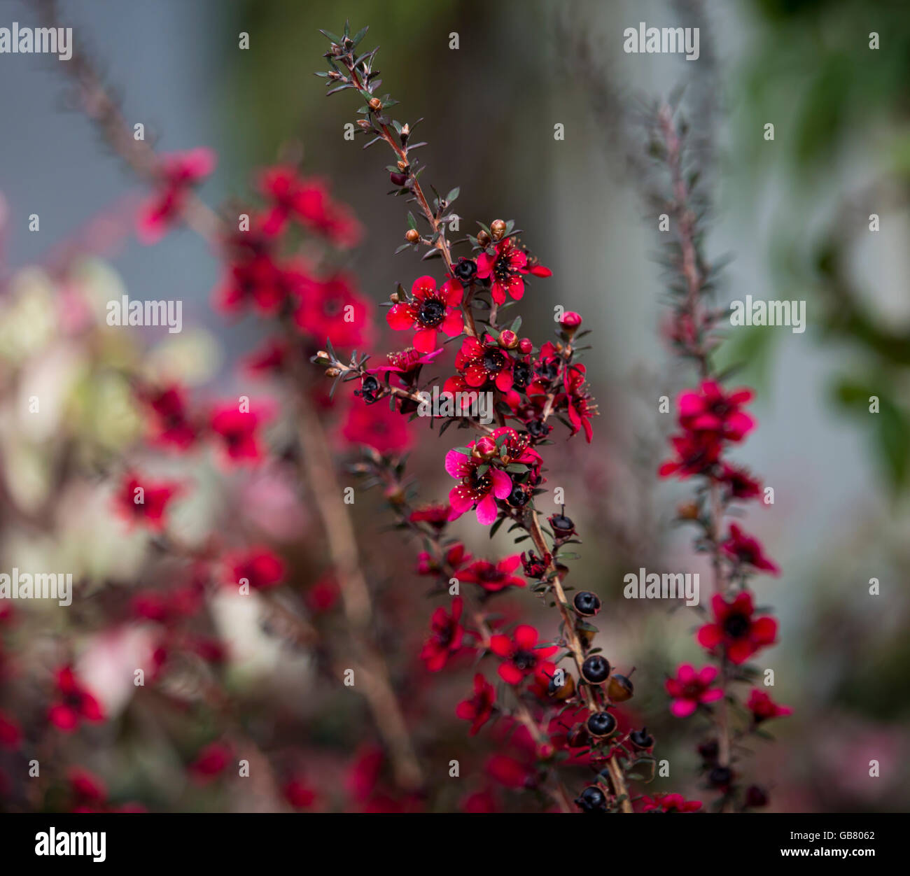 Callistemon un genre d'arbustes et de petits arbres de la famille des Myrtaceae ajouter de la couleur à l'Australian landscape in winter Banque D'Images
