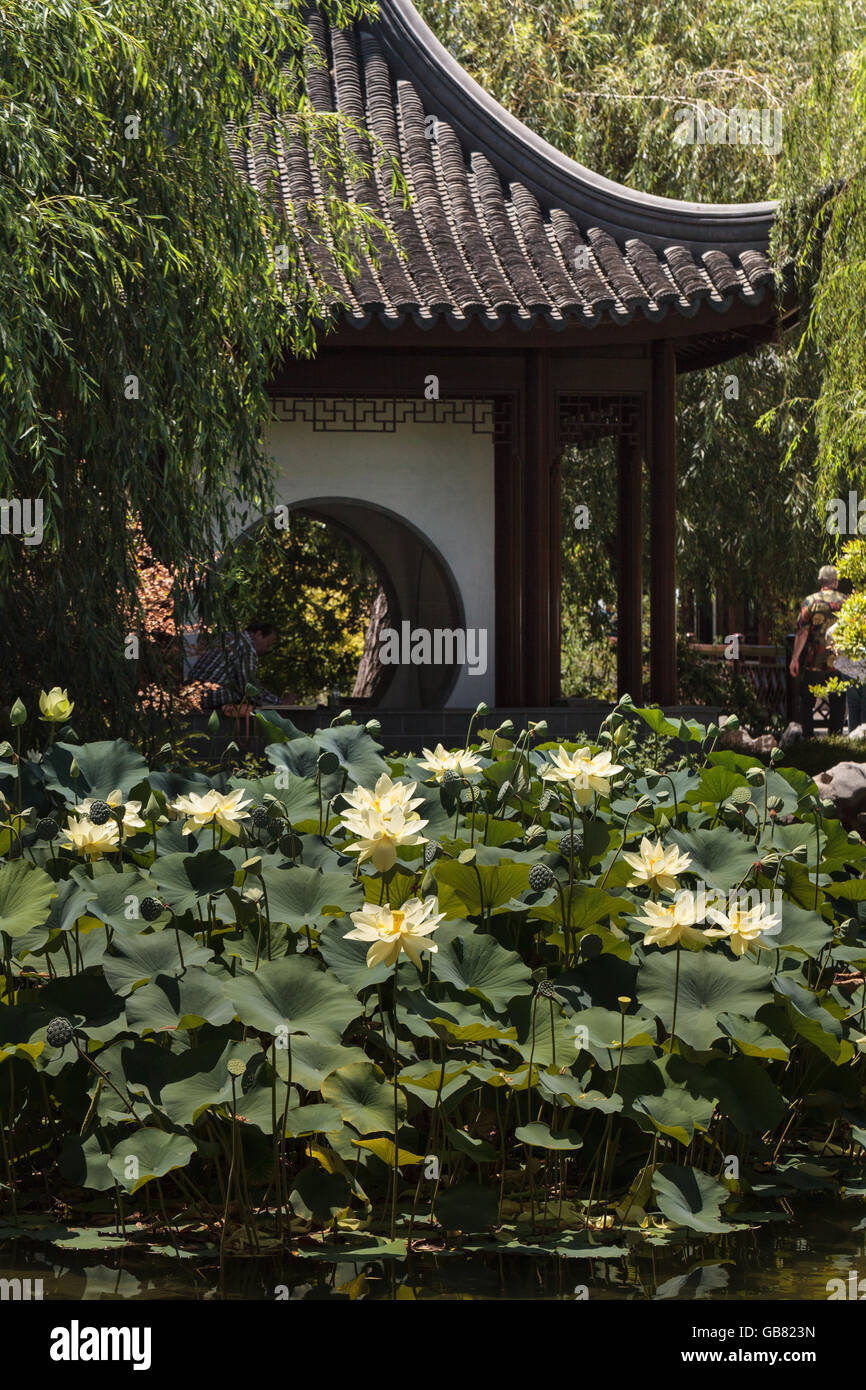 Los Angeles, Californie, le 2 juillet 2016 : le jardin botanique de Chinois à l'Huntington Botanical Garden avec un étang et un pont Banque D'Images