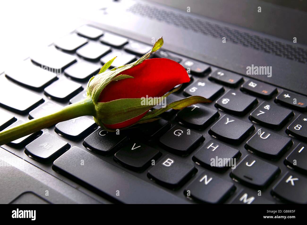 Une rose rouge fleur sur haut de clavier d'un ordinateur Photo Stock - Alamy