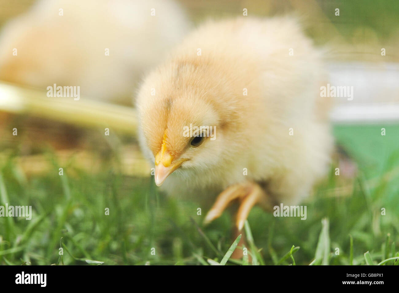 Un jeune poussin qui est né six mois plus tôt à Lower Shaw Farm, Swindon. Banque D'Images