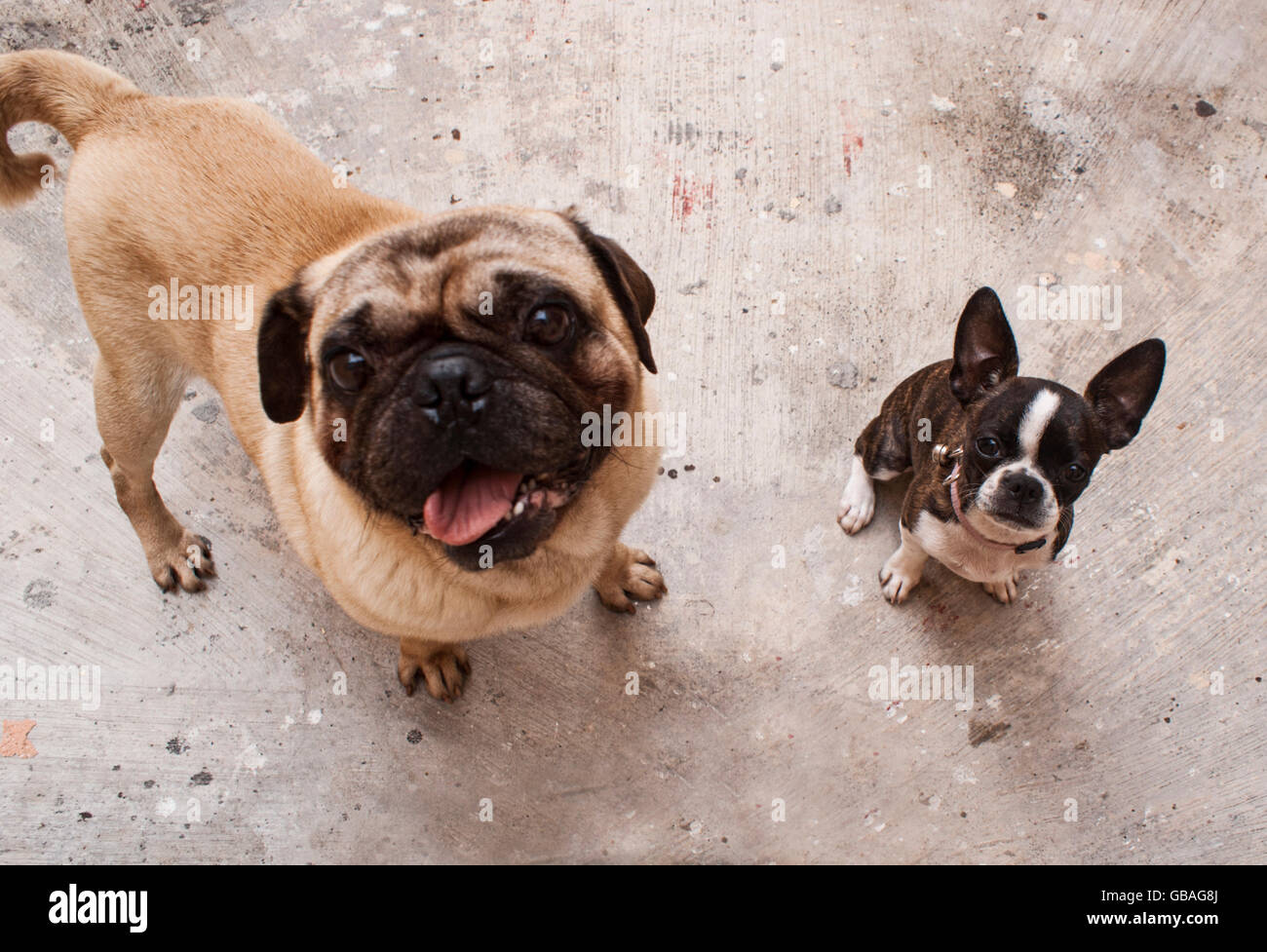 Photographie d'un Boston Terrier puppy dog et un carlin, sur un sol en béton Banque D'Images