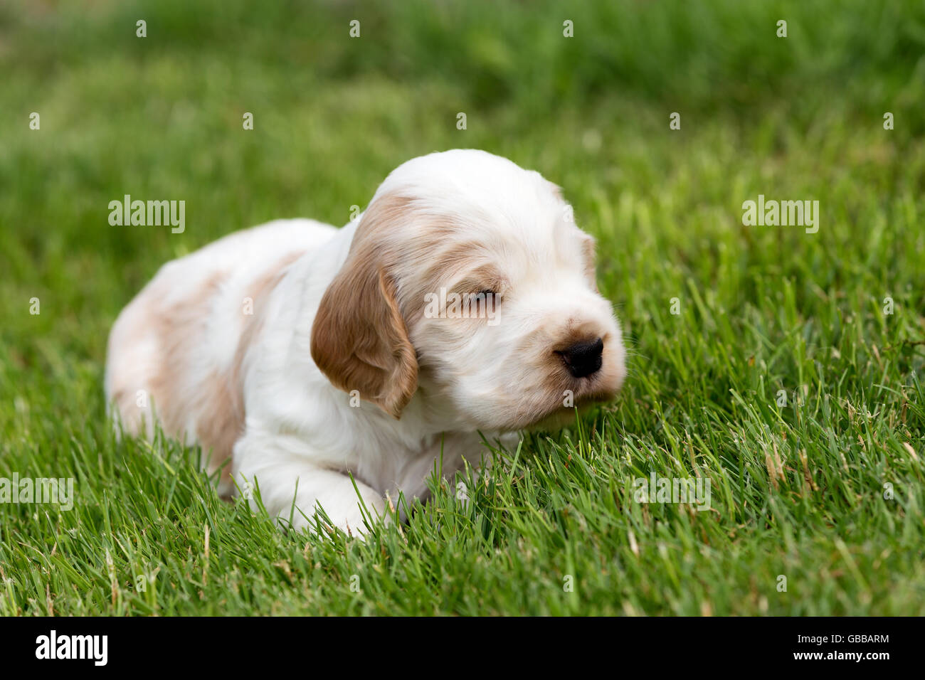 Petit Chiot De Race Cocker Spaniel Anglais 24 Jours En