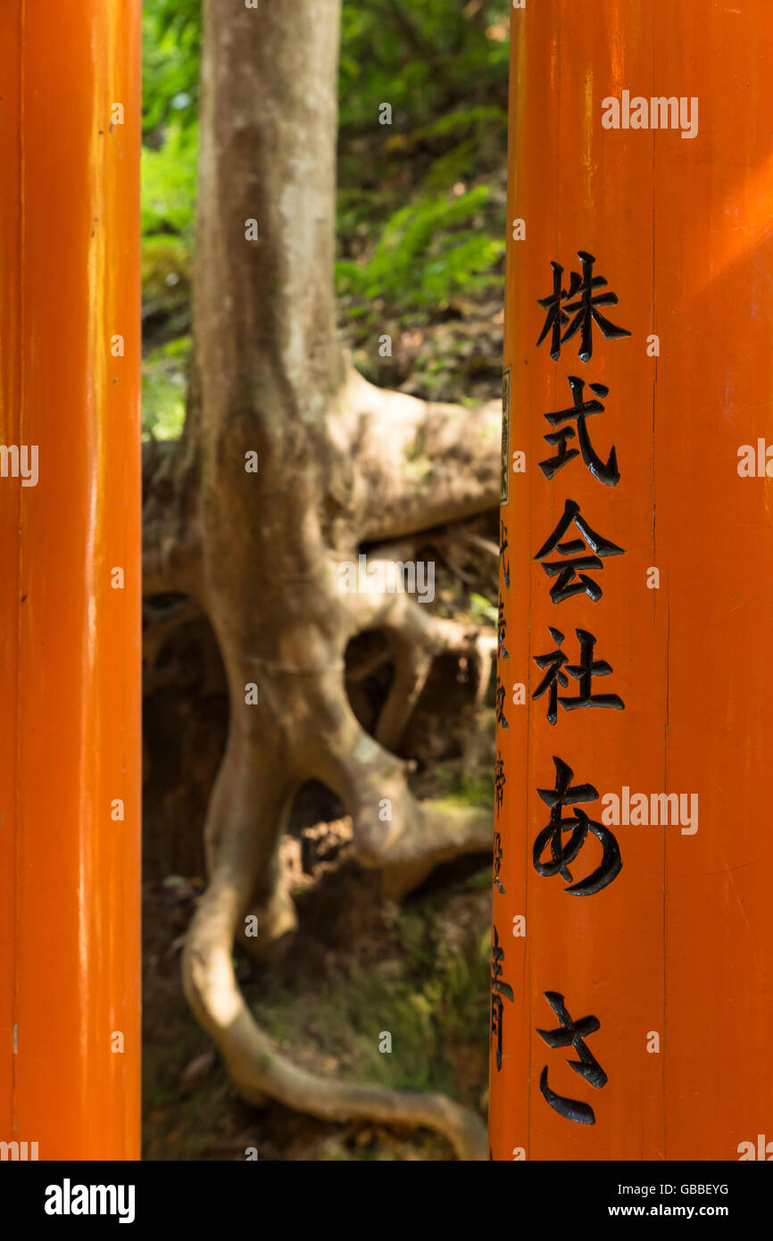 Voir à travers deux torii (portes) sur une racine d'arbre intéressant dans la forêt au célèbre sanctuaire Fushimi Inari à Kyoto, Japon Banque D'Images