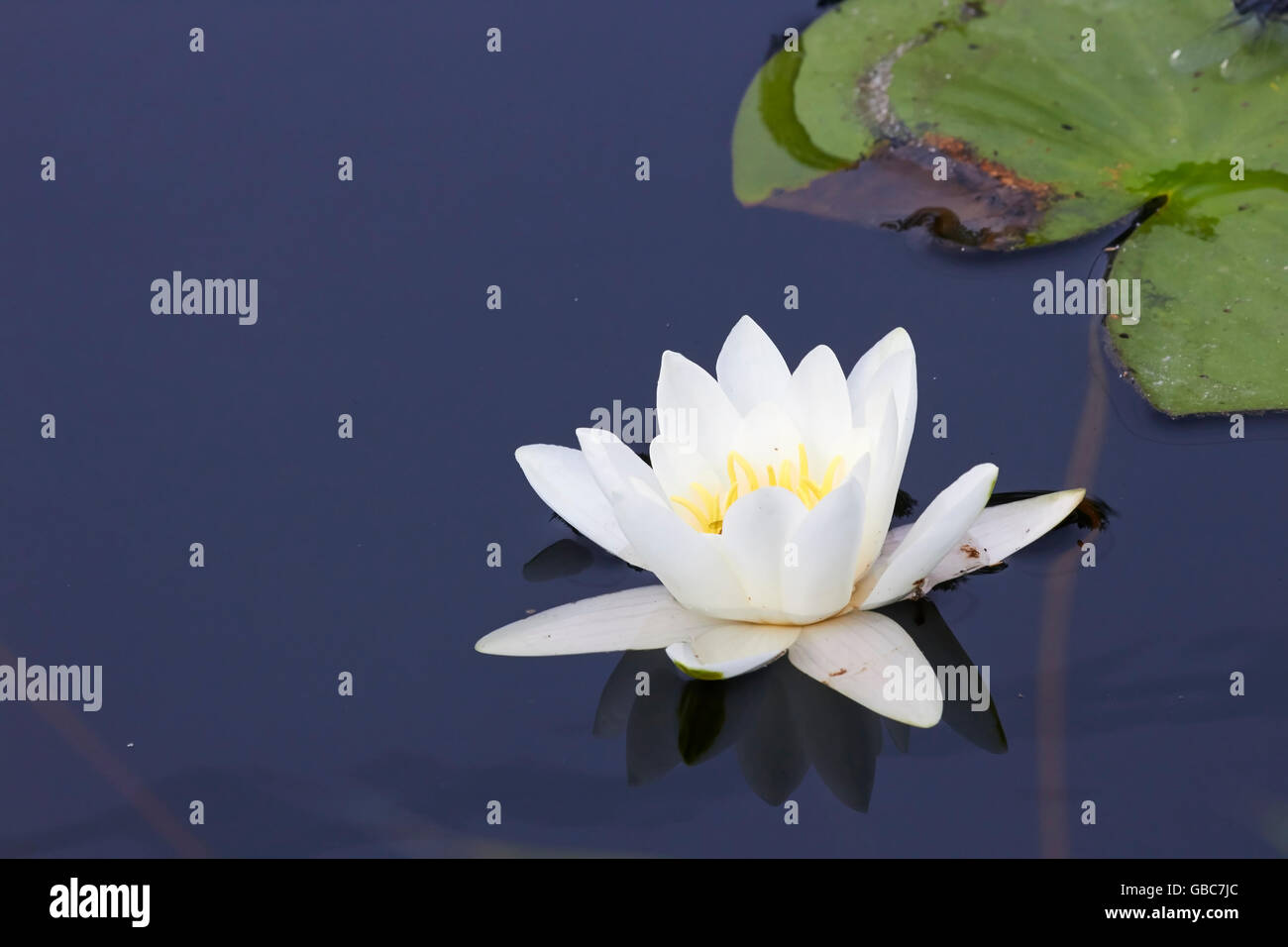 Nymphaea alba, White Water-lily Banque D'Images