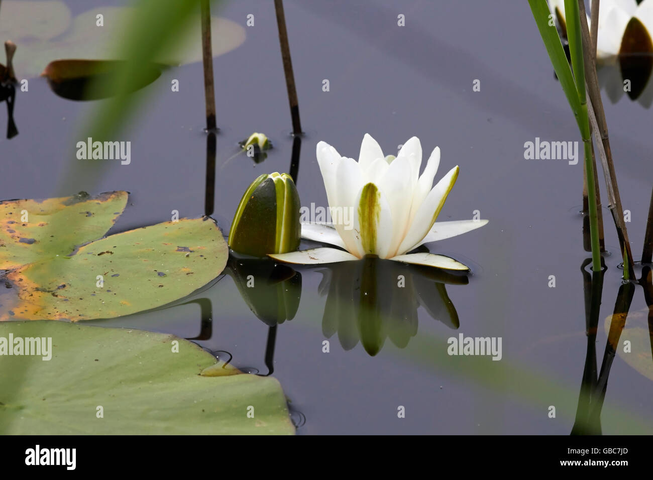 Nymphaea alba, White Water-lily Banque D'Images