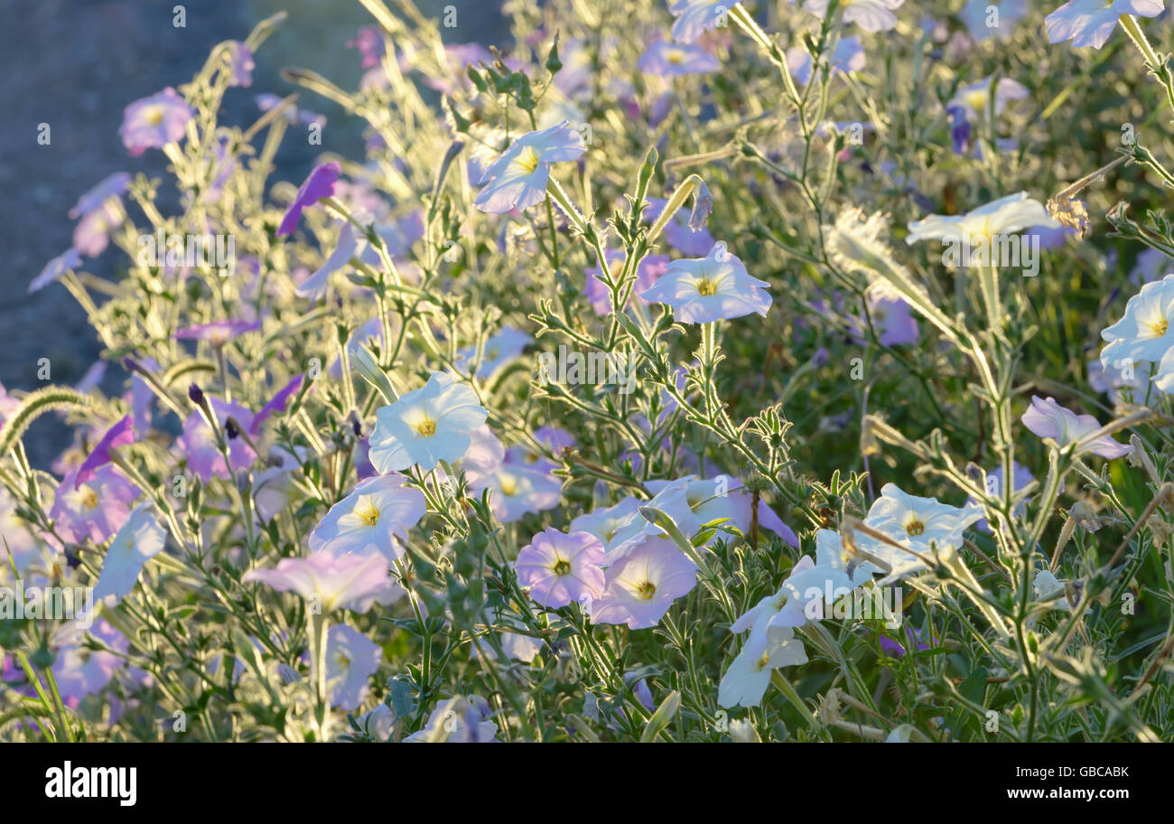 Nicotiana tabacum 'rose' plant de tabac des fleurs Banque D'Images