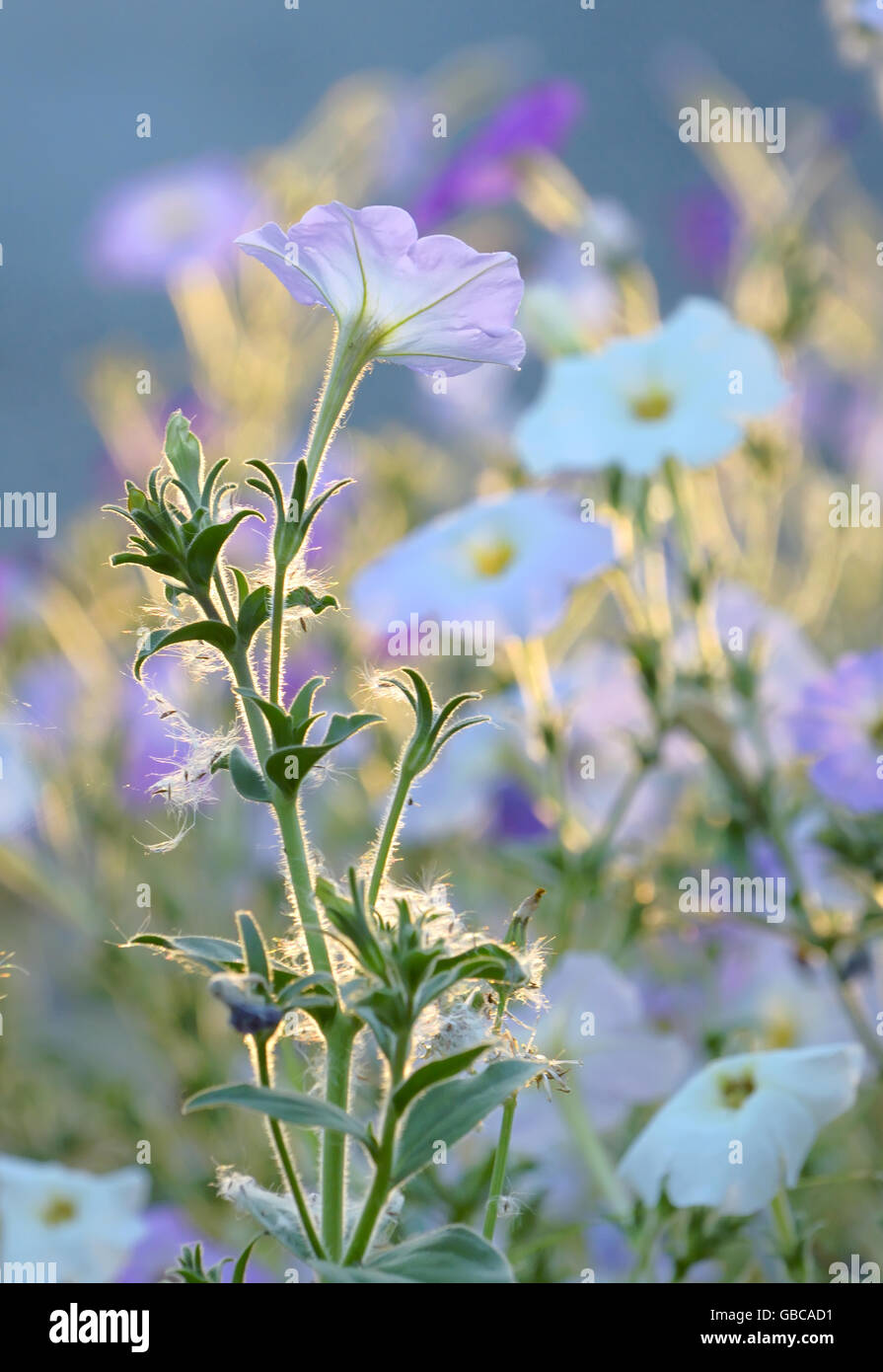 Nicotiana tabacum 'rose' plant de tabac des fleurs Banque D'Images