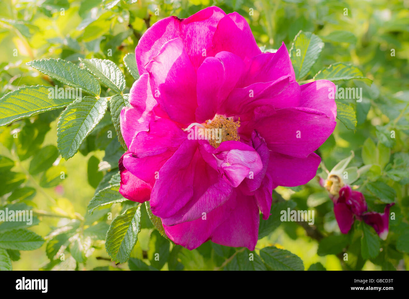 Rosa Roseraie de l'Haÿ en fleur Banque D'Images