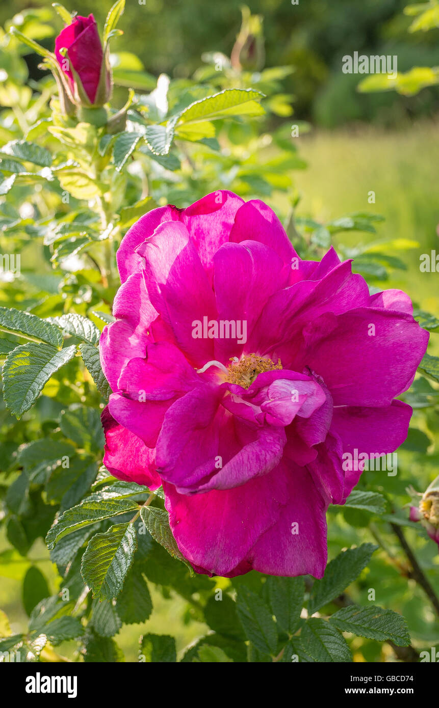Rosa Roseraie de l'Haÿ en fleur Banque D'Images