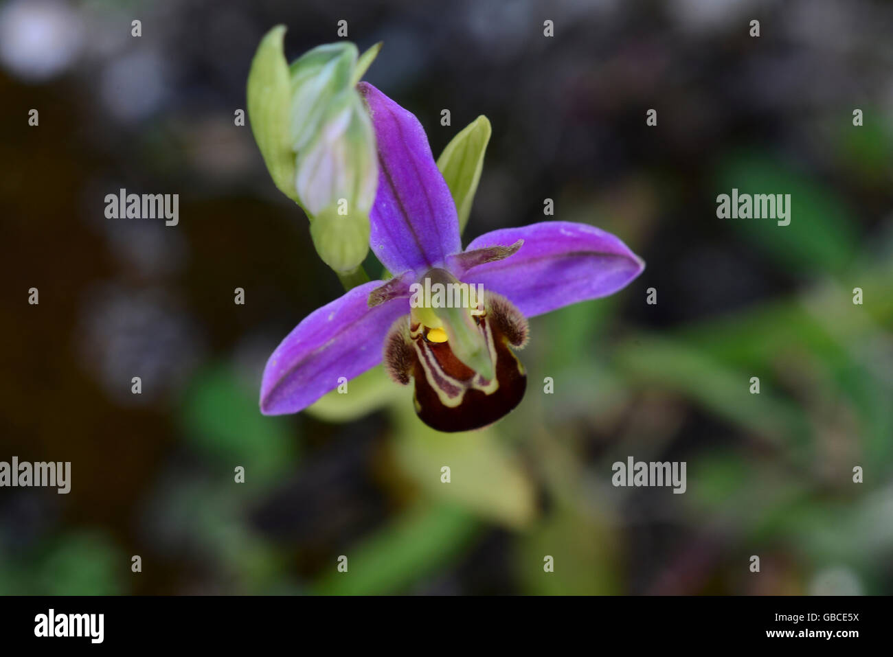 L'orchidée abeille en fleur UK Banque D'Images