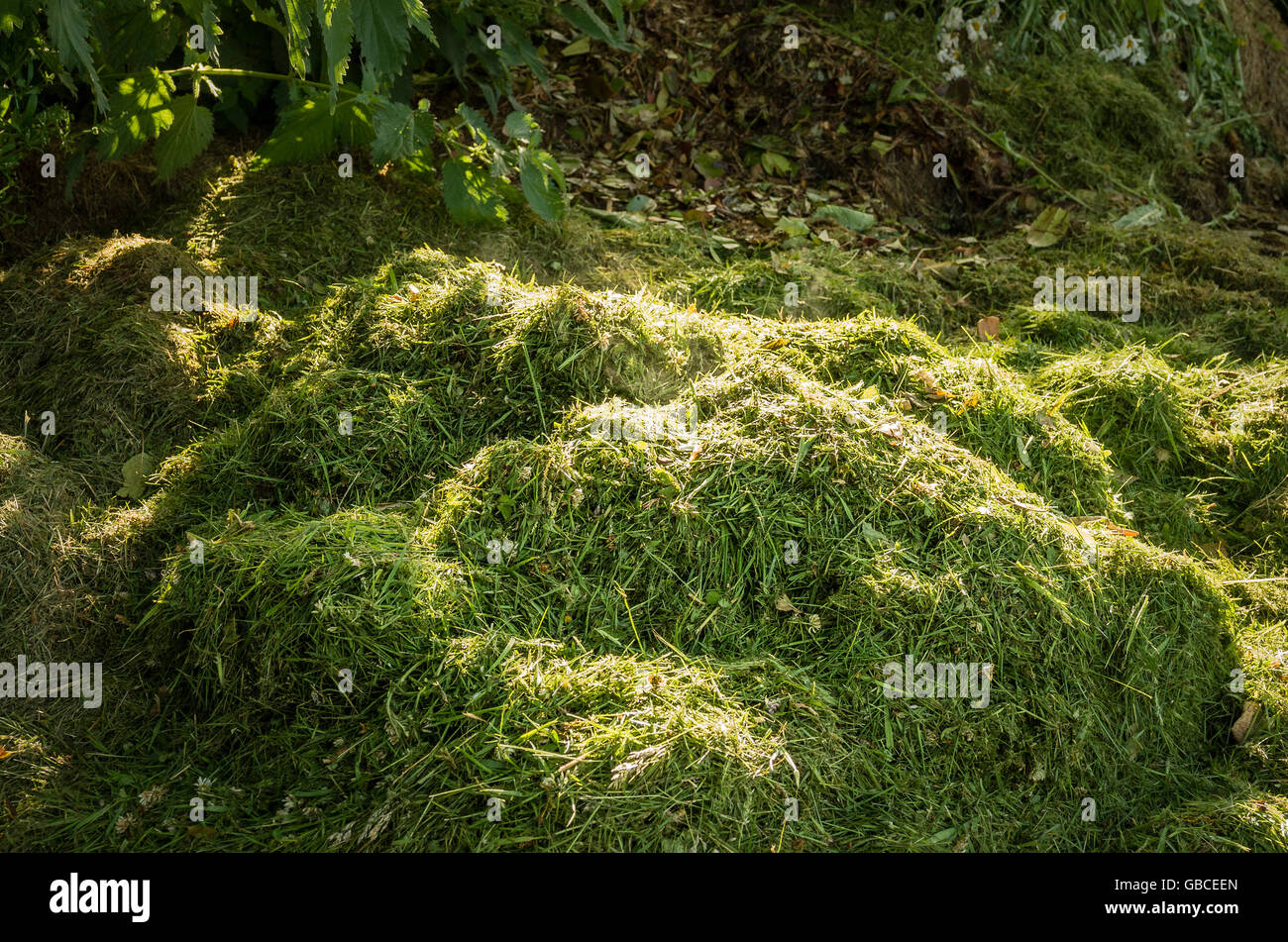 Le compostage des déchets de jardin à l'état naturel dans un heap avant de stocker dans des conteneurs Banque D'Images