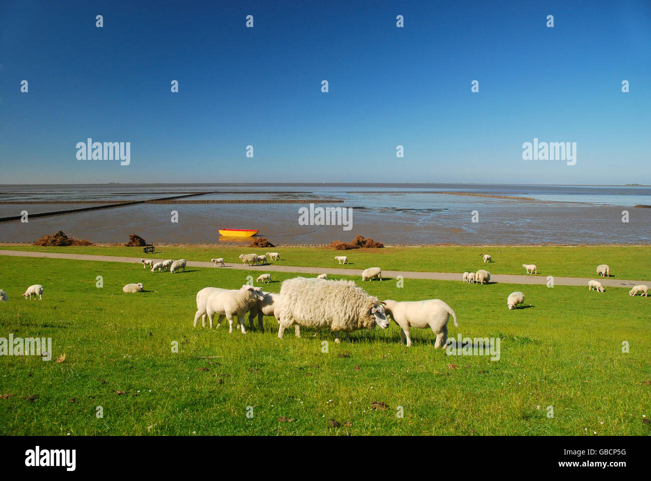 Les moutons domestiques sur digue, isle Nordstrand, Frise du Nord, Schleswig-Holstein, Allemagne Banque D'Images