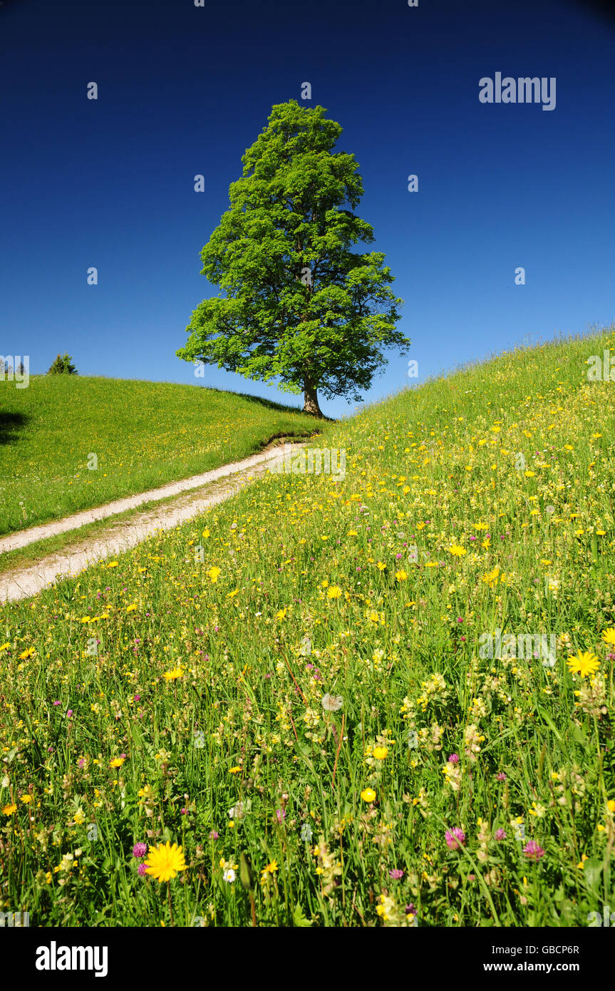Hêtre et flower meadow, Bavière, Allemagne / (Fagus sylvatica) Banque D'Images