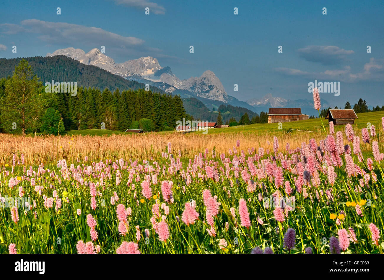 Renouée bistorte, Groupe Zugspitze, la vallée de Loisach, Upper Bavaria, Bavaria, Germany / (Polygonum bistorta) / Zugspitzgruppe, Zugspitzland Banque D'Images