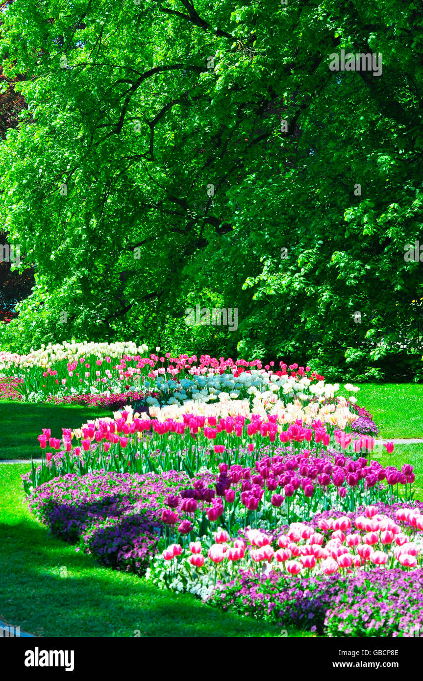 Tulip bed, île de Mainau, le lac de Constance, Baden-Wurttemberg, Allemagne Banque D'Images Tulip bed, île de Mainau, le lac de Constance, Baden-Wurttemberg, Allemagne Banque D'Images