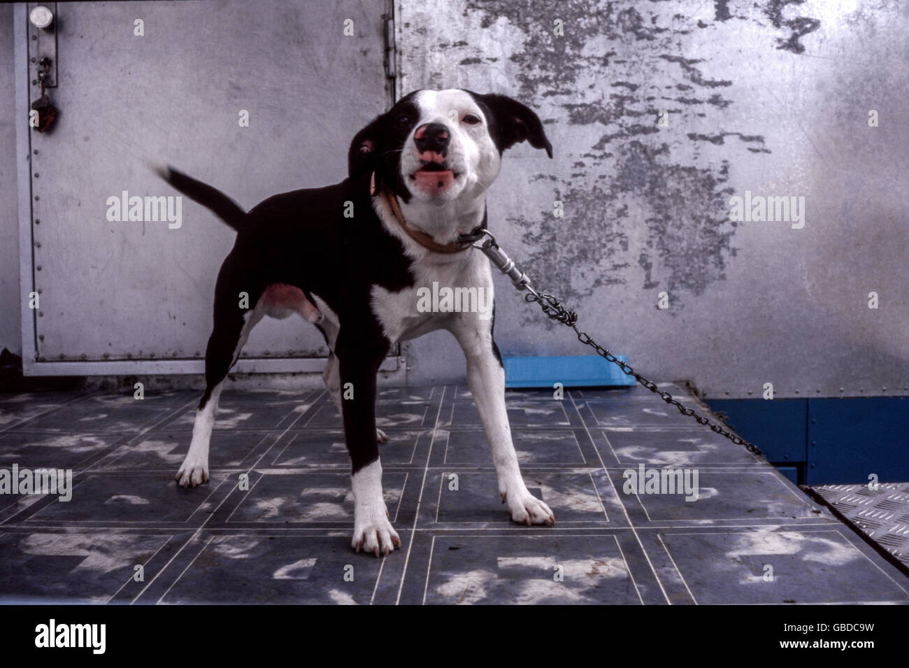 Une puissante alerte Pitbull noir et blanc debout sur une chaîne lourde dans un cadre urbain industriel graveleux Banque D'Images
