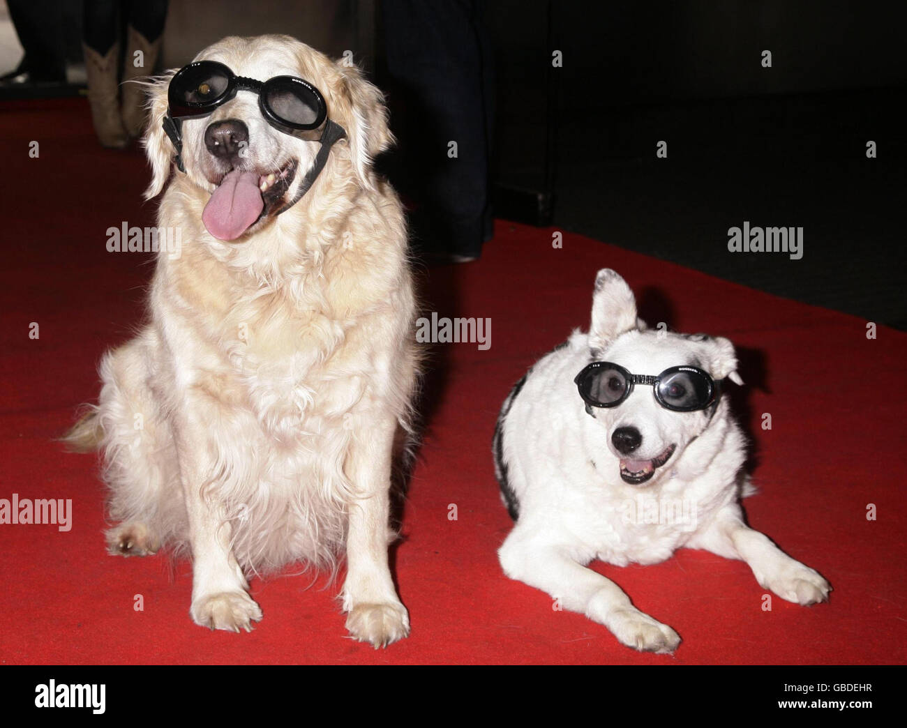 Blue Peter Dogs Lucy (à gauche) et Mabel (à droite) lors de la première projection du DVD Open Season 2 au vue West End à Leicester Square, dans le centre de Londres. Banque D'Images