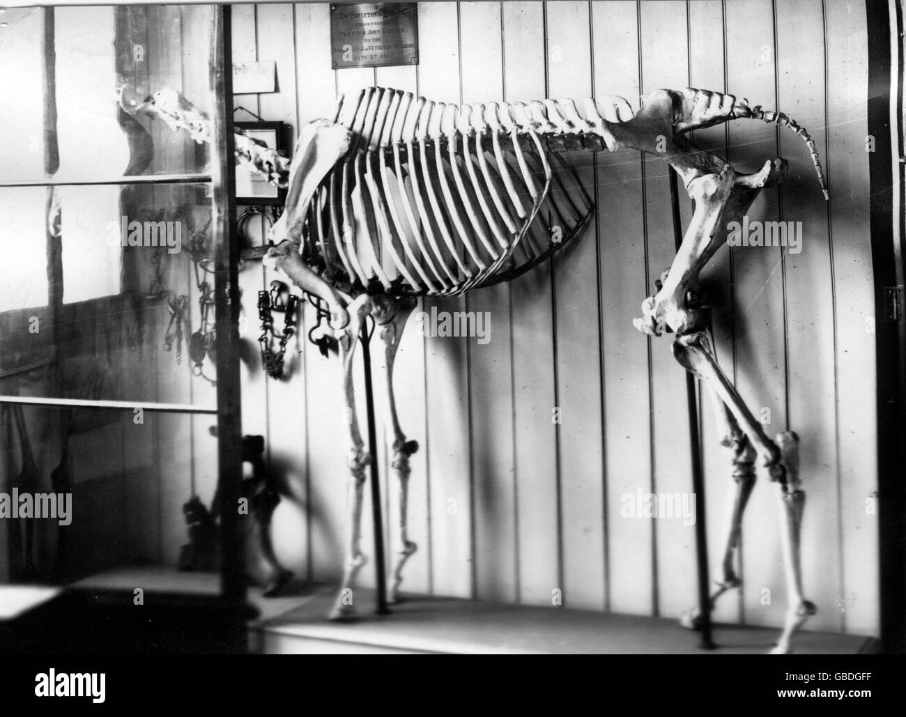 Les courses de chevaux - squelette de cheval Eclipse - 1937 Banque D'Images