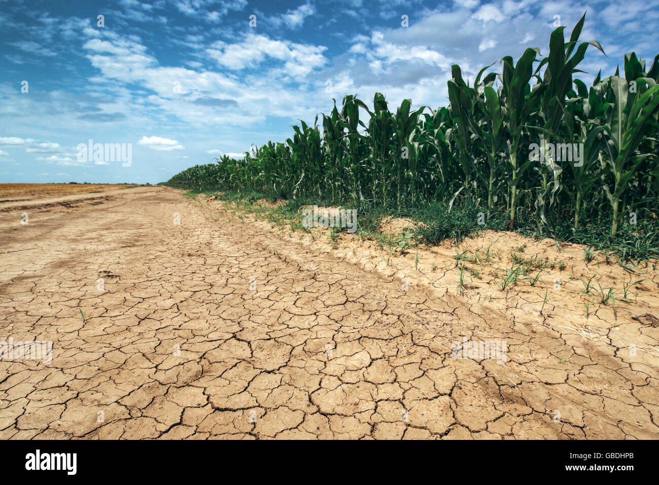 Croissance des cultures de maïs dans des conditions de sécheresse, champ de maïs vert sur la terre sèche de boue se fissure Banque D'Images