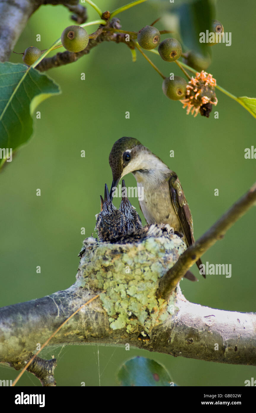 Colibri à gorge rubis femelle nourrissant ses jeunes au nid Banque D'Images