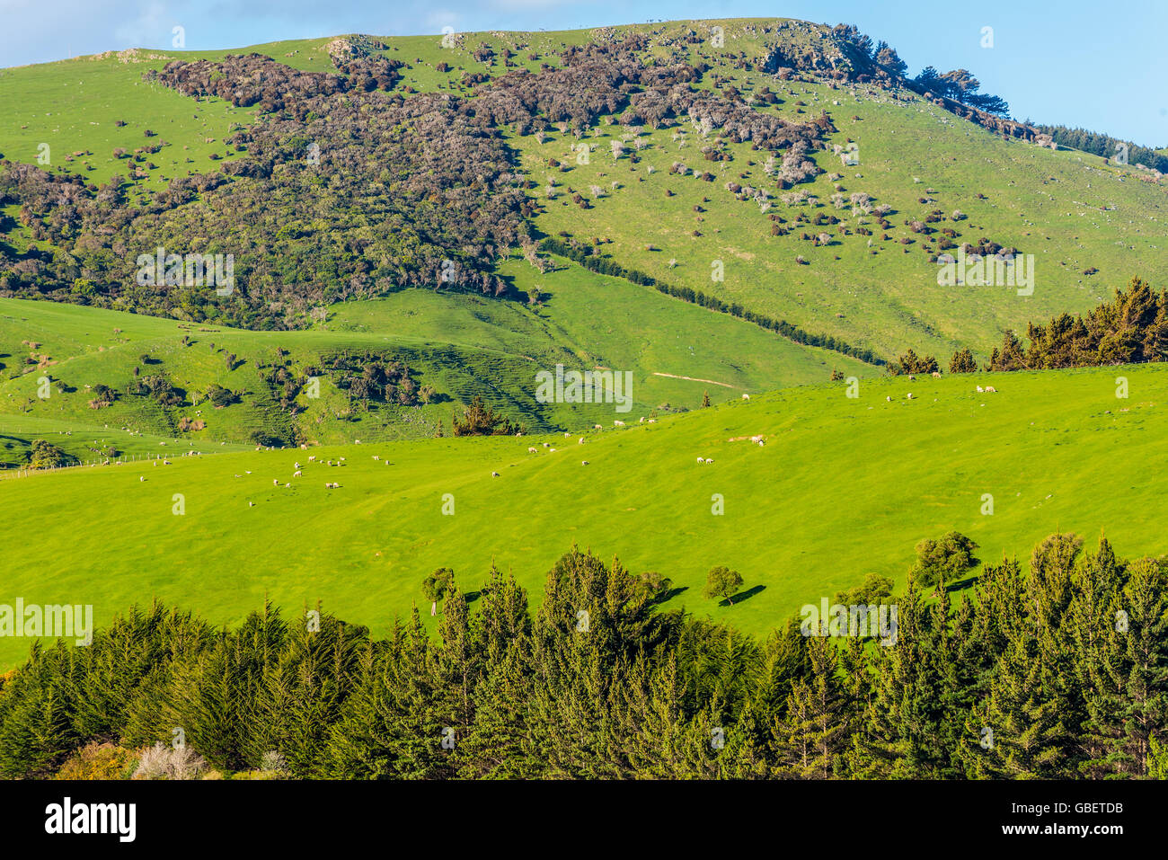 Les moutons et les pâturages dans la Nouvelle Zélande - collines couvertes par l'herbe verte avec des troupeaux de moutons -près de Dunedin au sud de la région de l'Otago Banque D'Images