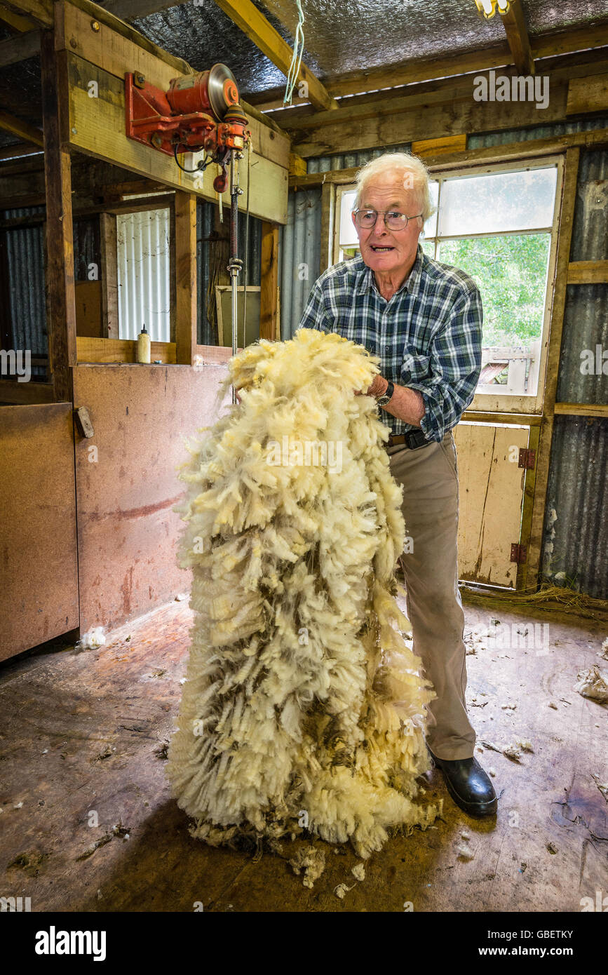 Un agriculteur âgé montre la qualité de sa laine de moutons à la ferme nea Akaroa Banque D'Images