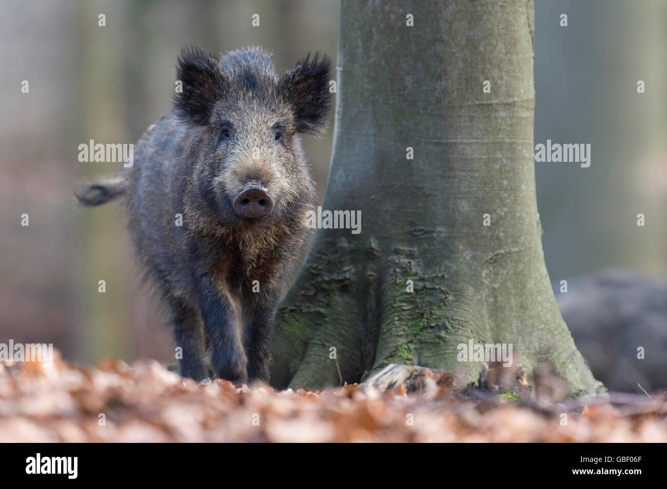Wildschwein, Sus scrofa Banque D'Images
