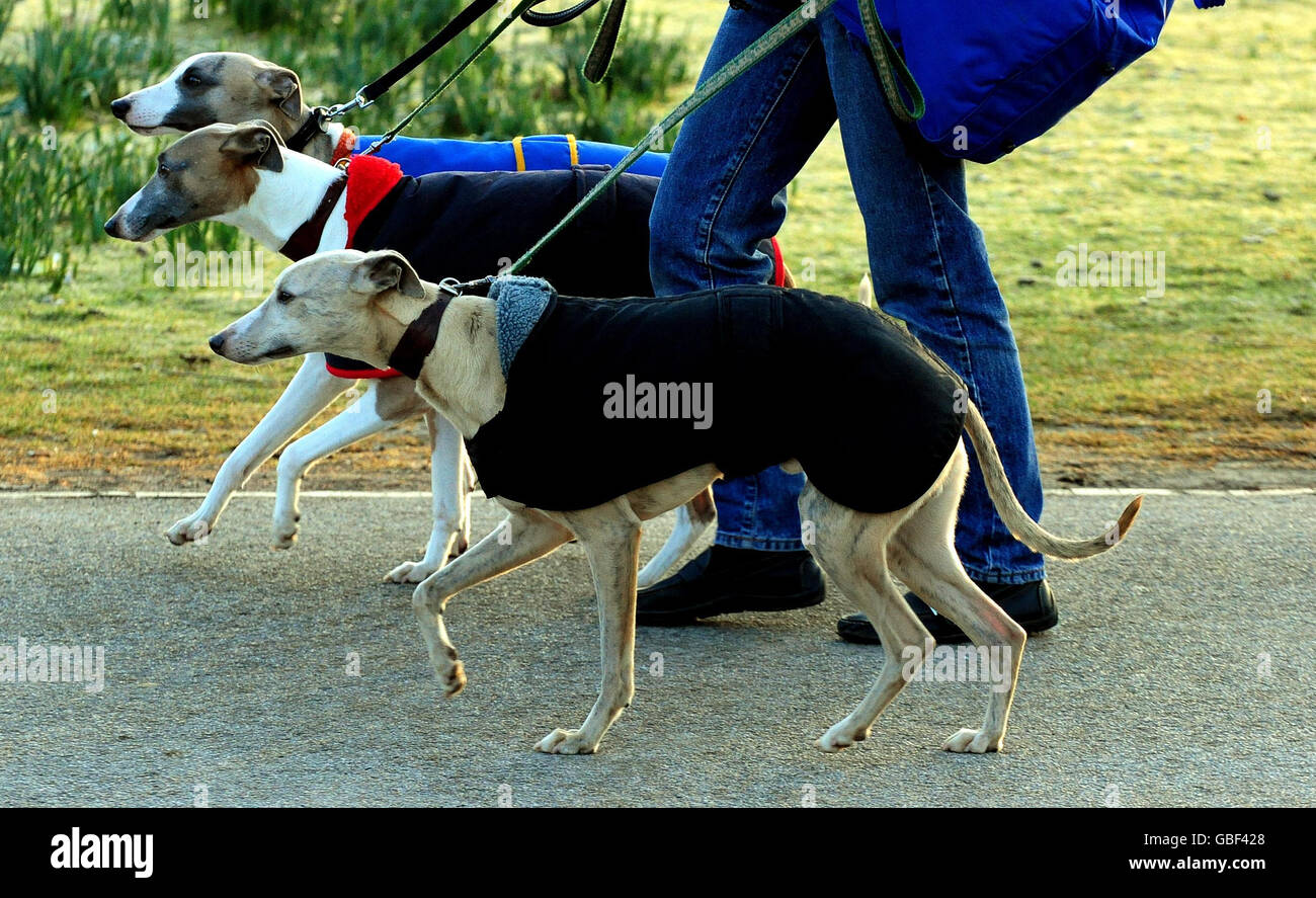 Un chien et son propriétaire arrivant pour Crufts 2009 au National Exhibition Centre de Birmingham. Banque D'Images