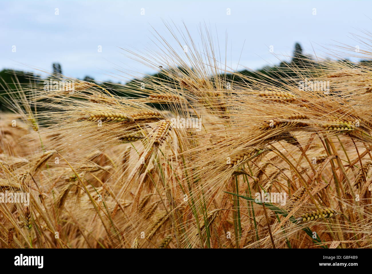 Golden grain sec et prêt pour la récolte avec un ciel bleu en arrière-plan Banque D'Images