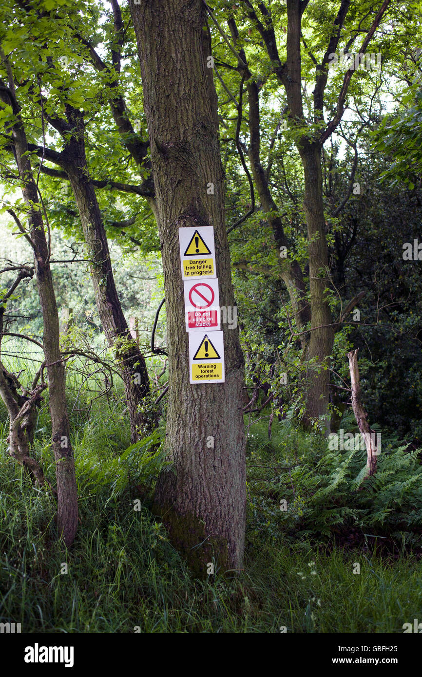 L'exploitation du bois dans les panneaux en bois col droit Derwentside County Durham. Banque D'Images L'exploitation du bois dans les panneaux en bois col droit Derwentside County Durham. Banque D'Images