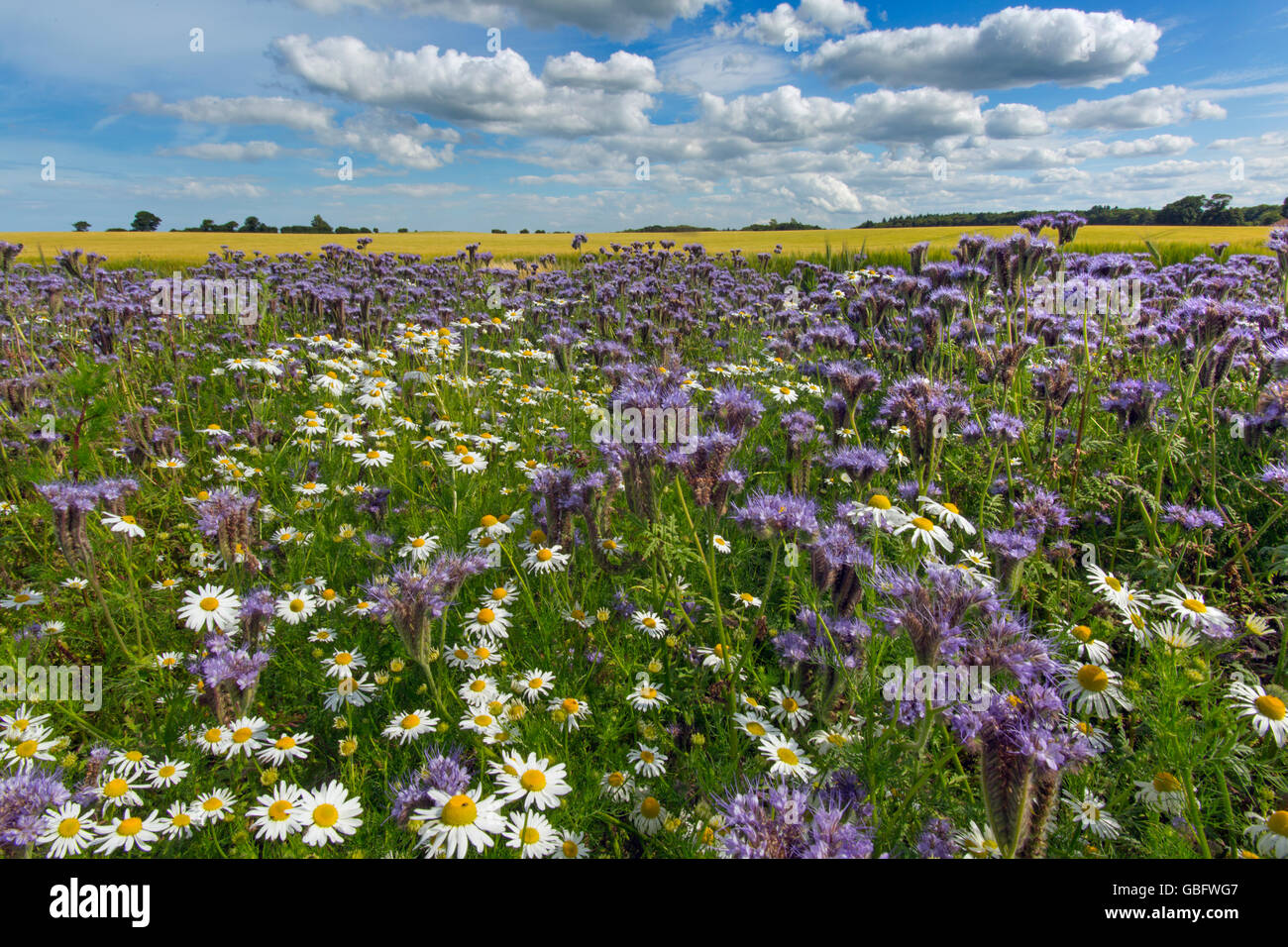 Phacelia tanacetifolia mauve et camomille sur marge sur le terrain en été Banque D'Images