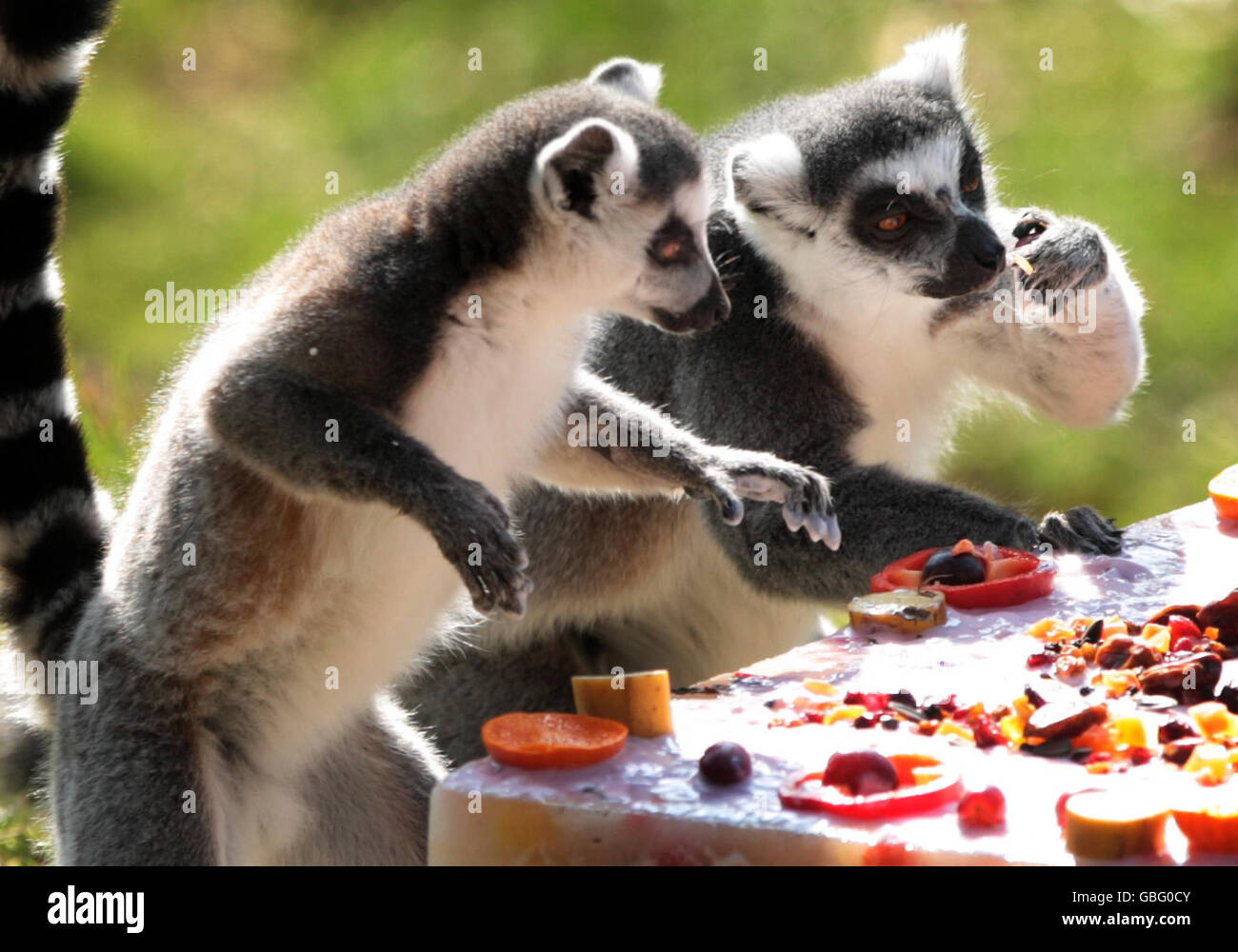 100e anniversaire de la Royal Zoological Society of Scotland Banque D'Images