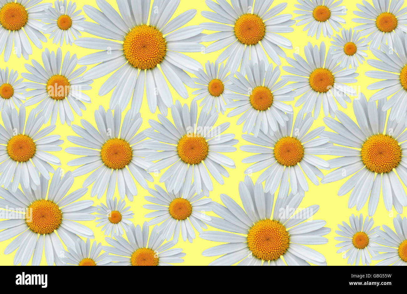 Belles fleurs daisy motif sur fond jaune Banque D'Images