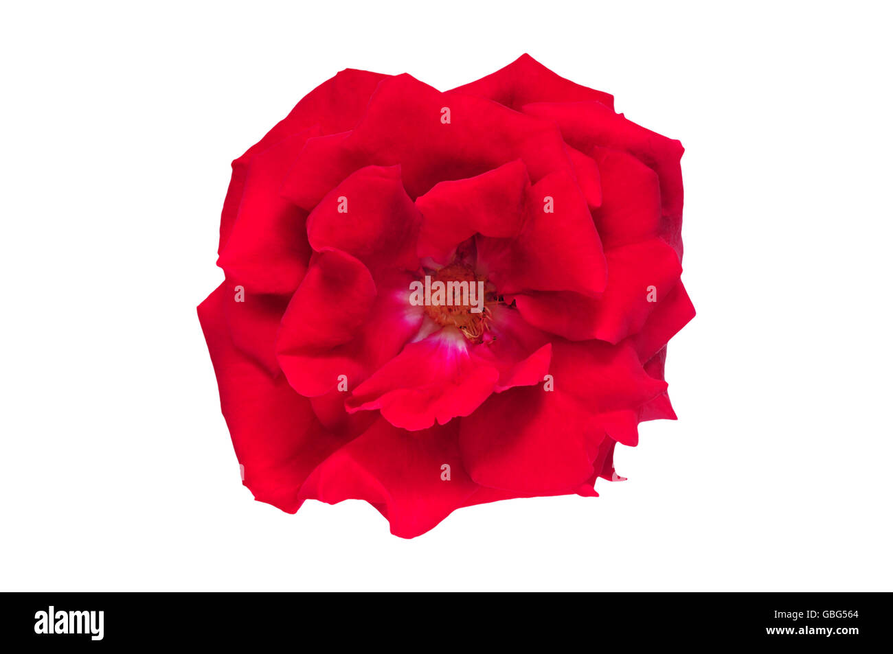 Des fleurs rose rouge isolé sur fond blanc Banque D'Images