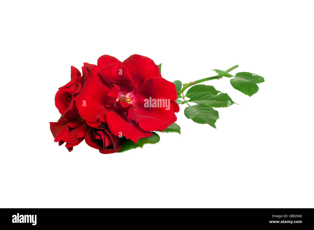 Fleur rose rouge isolé sur fond blanc Banque D'Images