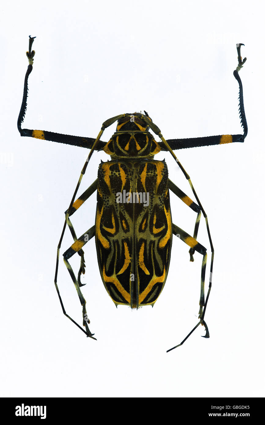 De l'insecte coloré de la forêt atlantique du Brésil, Banque D'Images