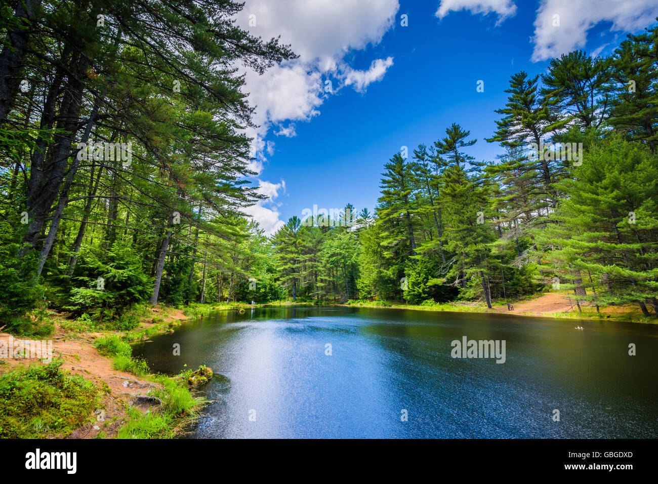 Le Tir à l'étang à Bear Brook State Park, New Hampshire. Banque D'Images