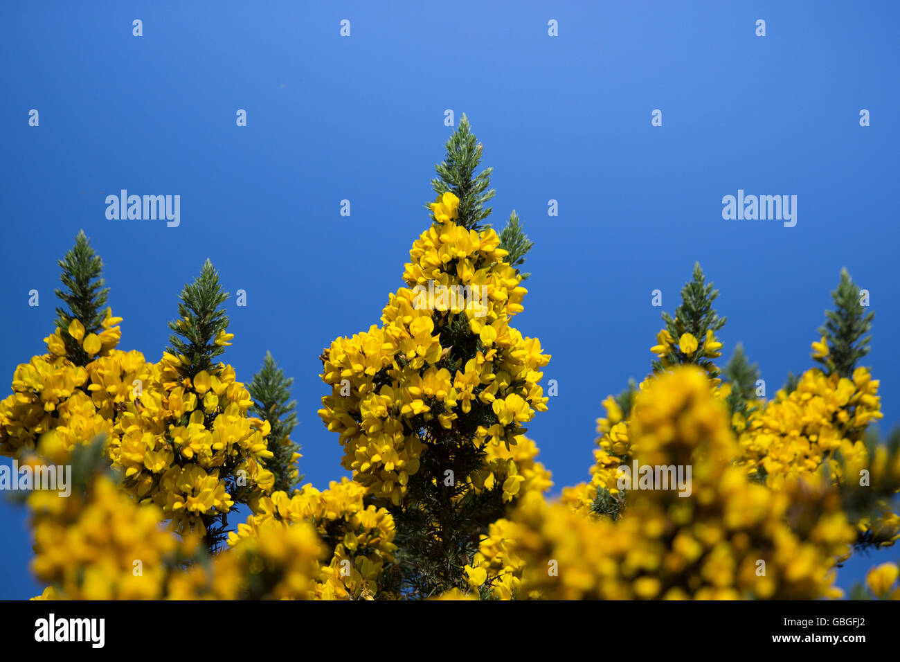 L'ajonc on blue sky Banque D'Images