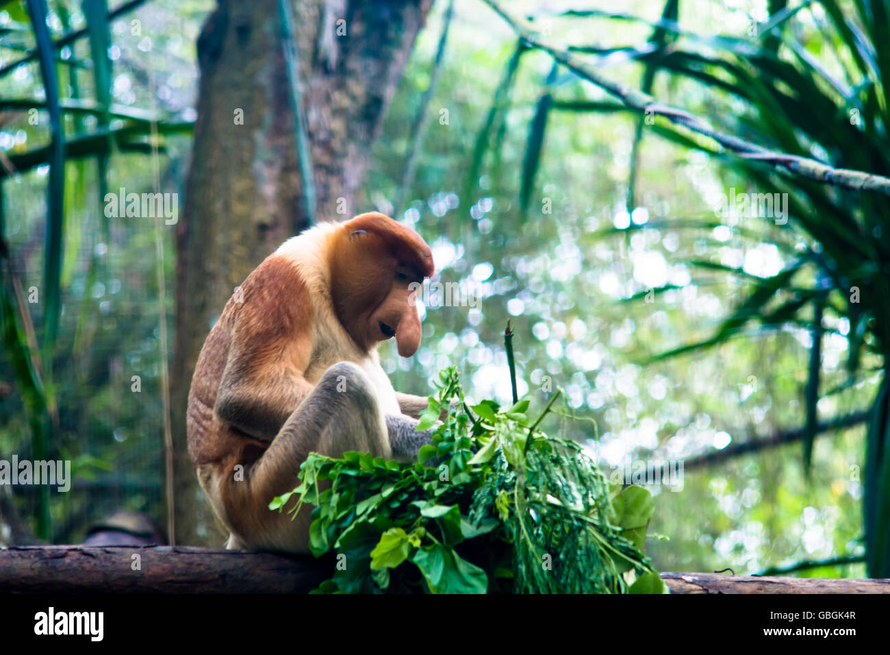 Vue latérale du Proboscis Monkey On Branch Banque D'Images