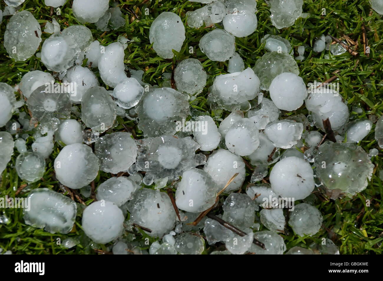 Grande quantité de boule de glace sur l'herbe dans le jardin, Afrique du Sud Banque D'Images