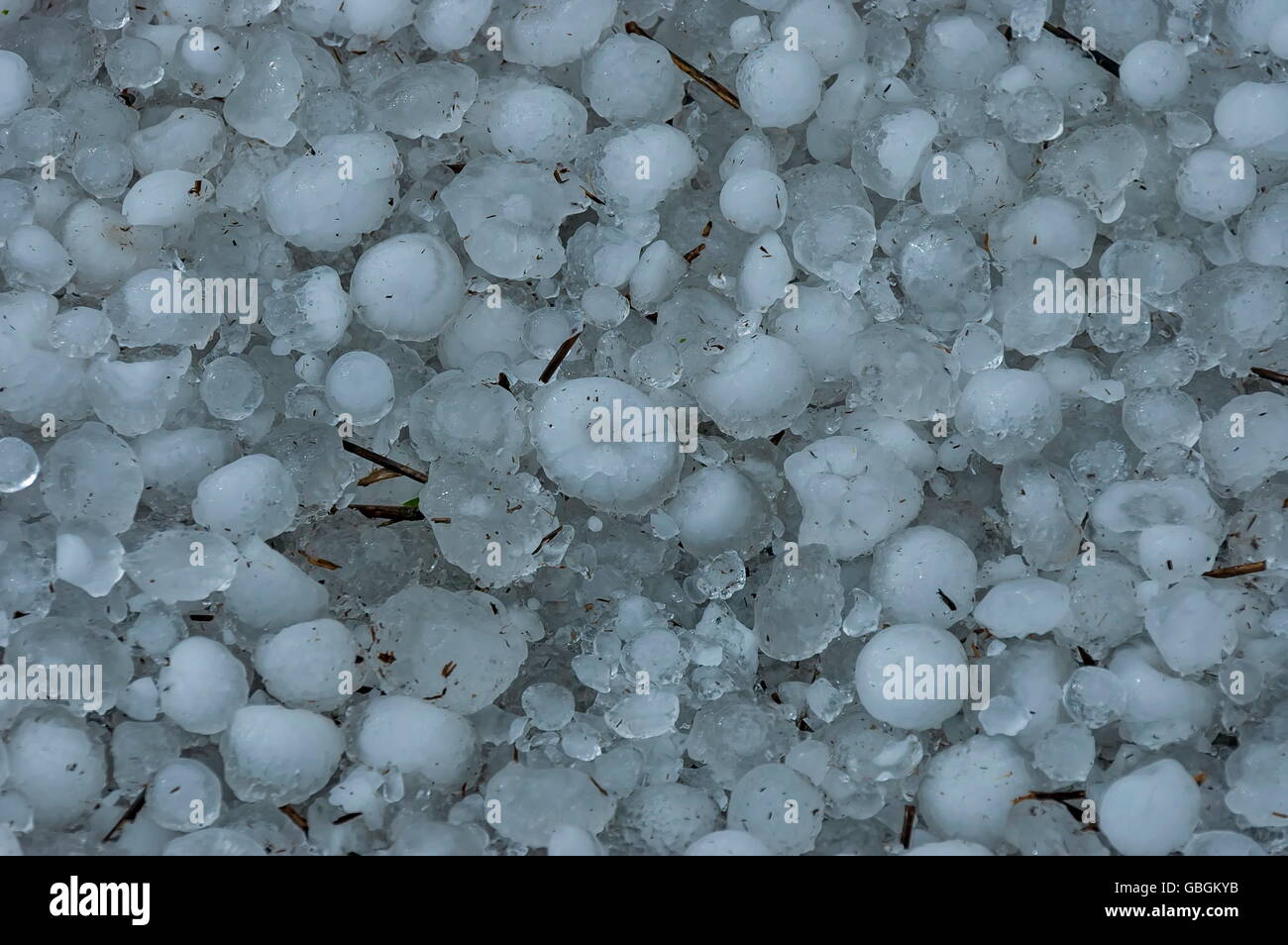 Grande quantité de boule de glace sur l'herbe dans le jardin, Afrique du Sud Banque D'Images