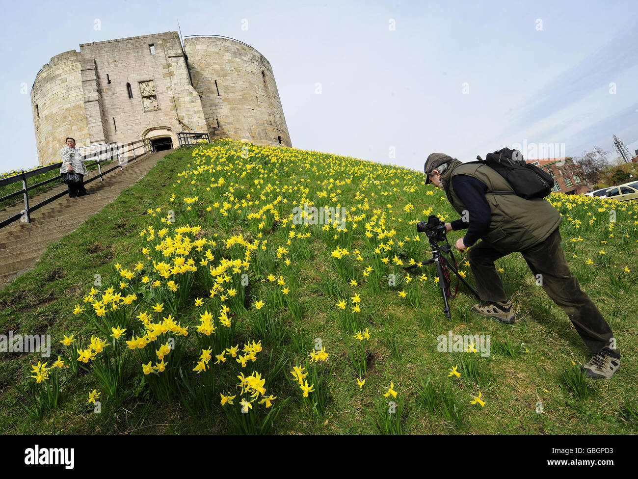 Un homme prend une photo de quelques-uns des milliers de jonquilles à la tour Cliffords à York. Banque D'Images