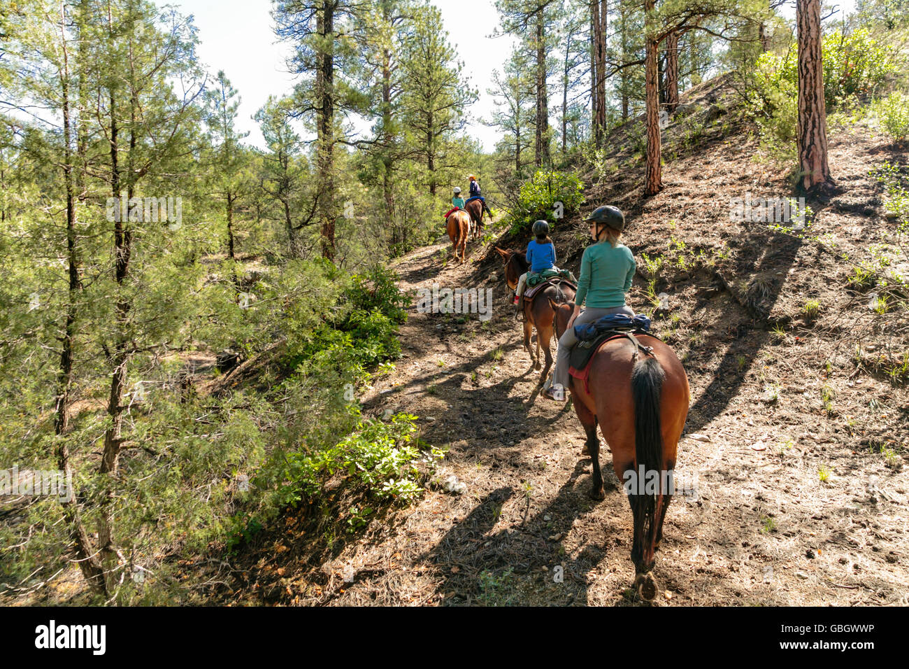 Chevaux et cavaliers sur la randonnée guidée au Nouveau Mexique Banque D'Images
