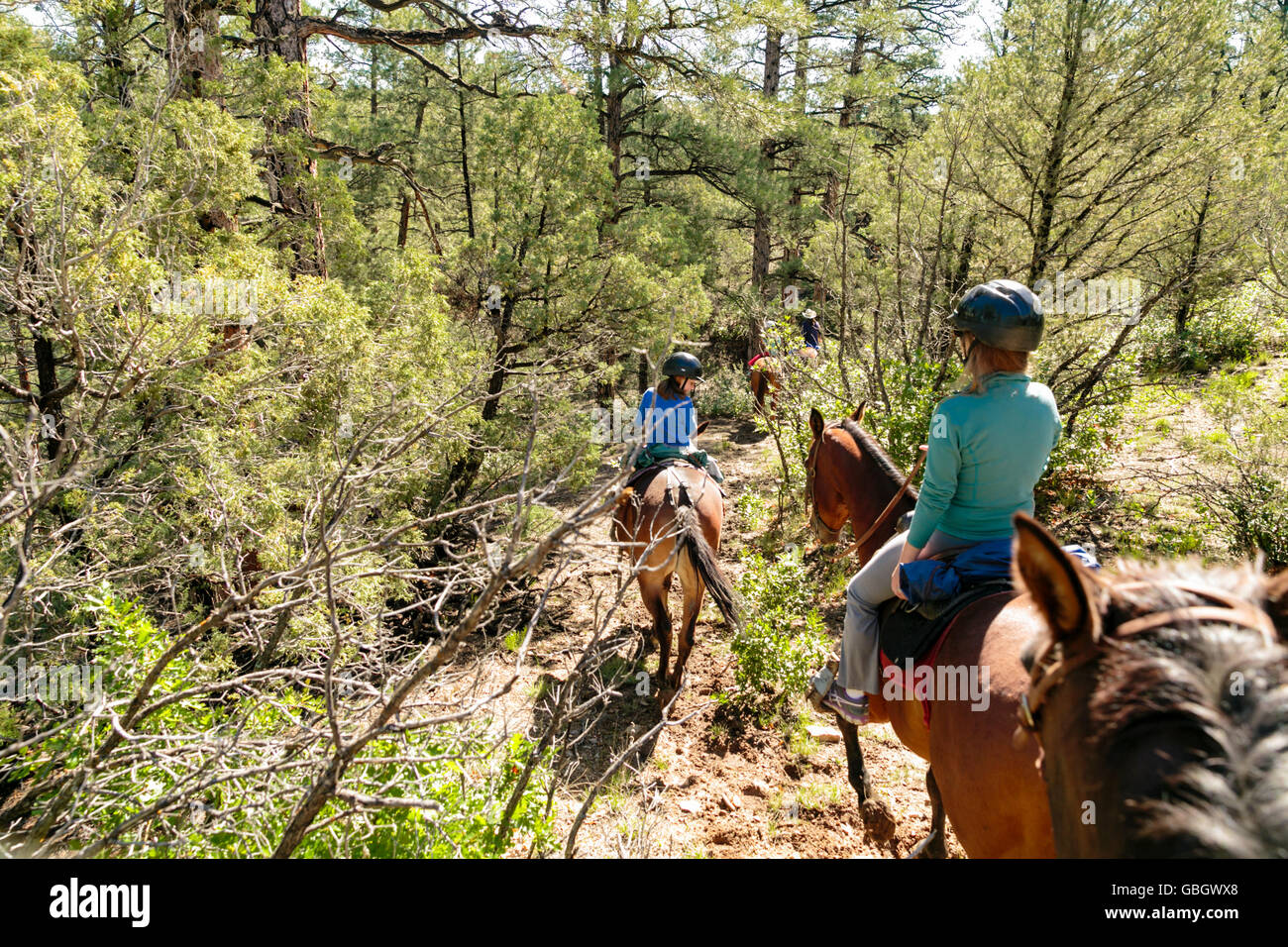 Chevaux et cavaliers sur la randonnée guidée au Nouveau Mexique Banque D'Images
