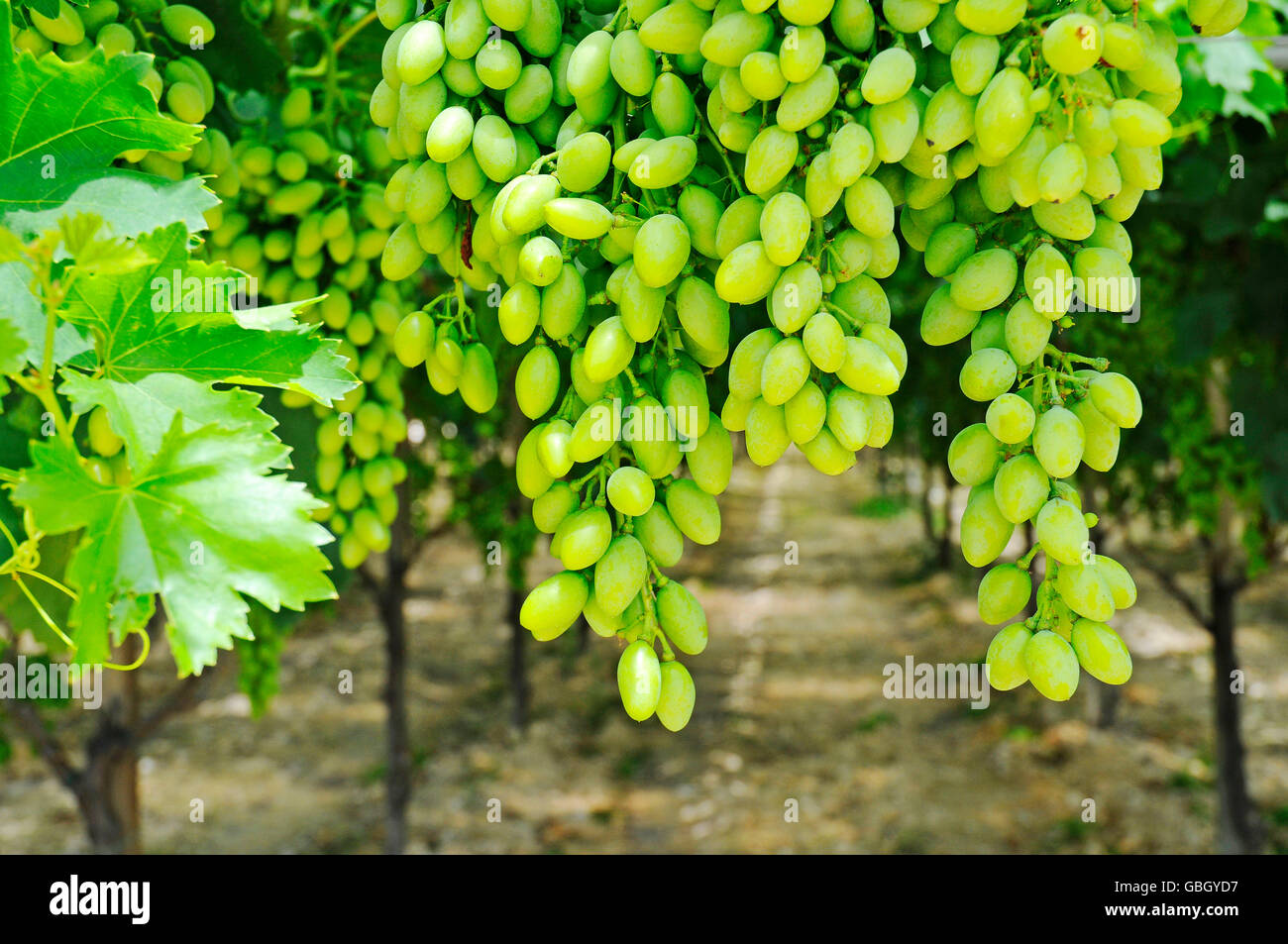 Les raisins de vin, vignoble, Lecce, Pouilles, Italie Banque D'Images