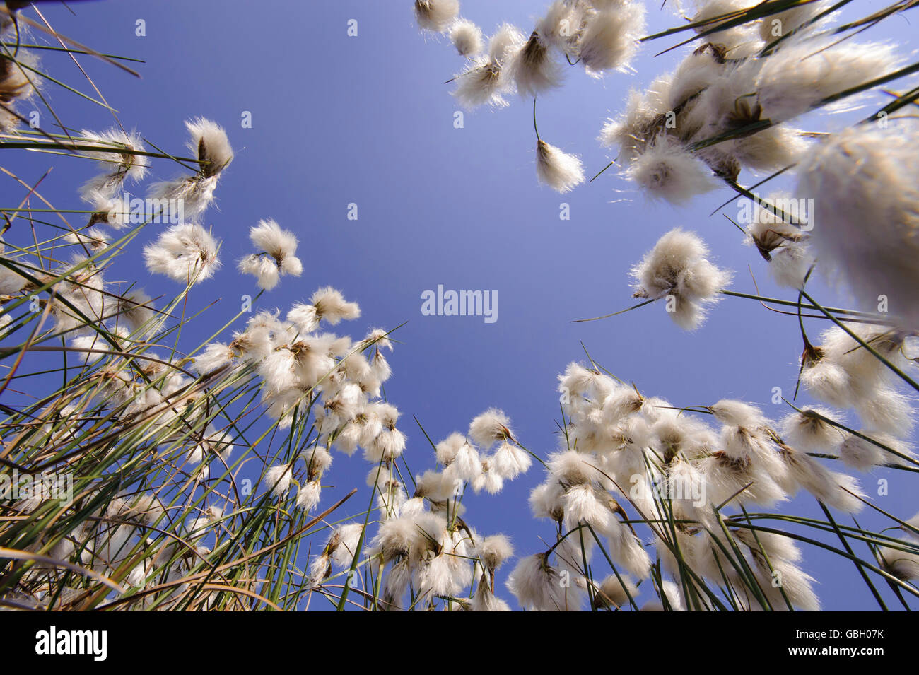 Le lièvre-queue de linaigrettes, Basse-Saxe, Allemagne / (Eriophorum vaginatum) Banque D'Images