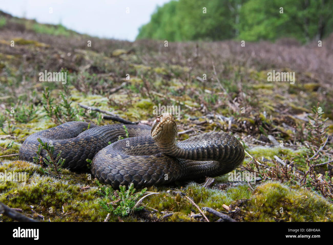 Adder, Basse-Saxe, Allemagne / (Vipera berus) Banque D'Images
