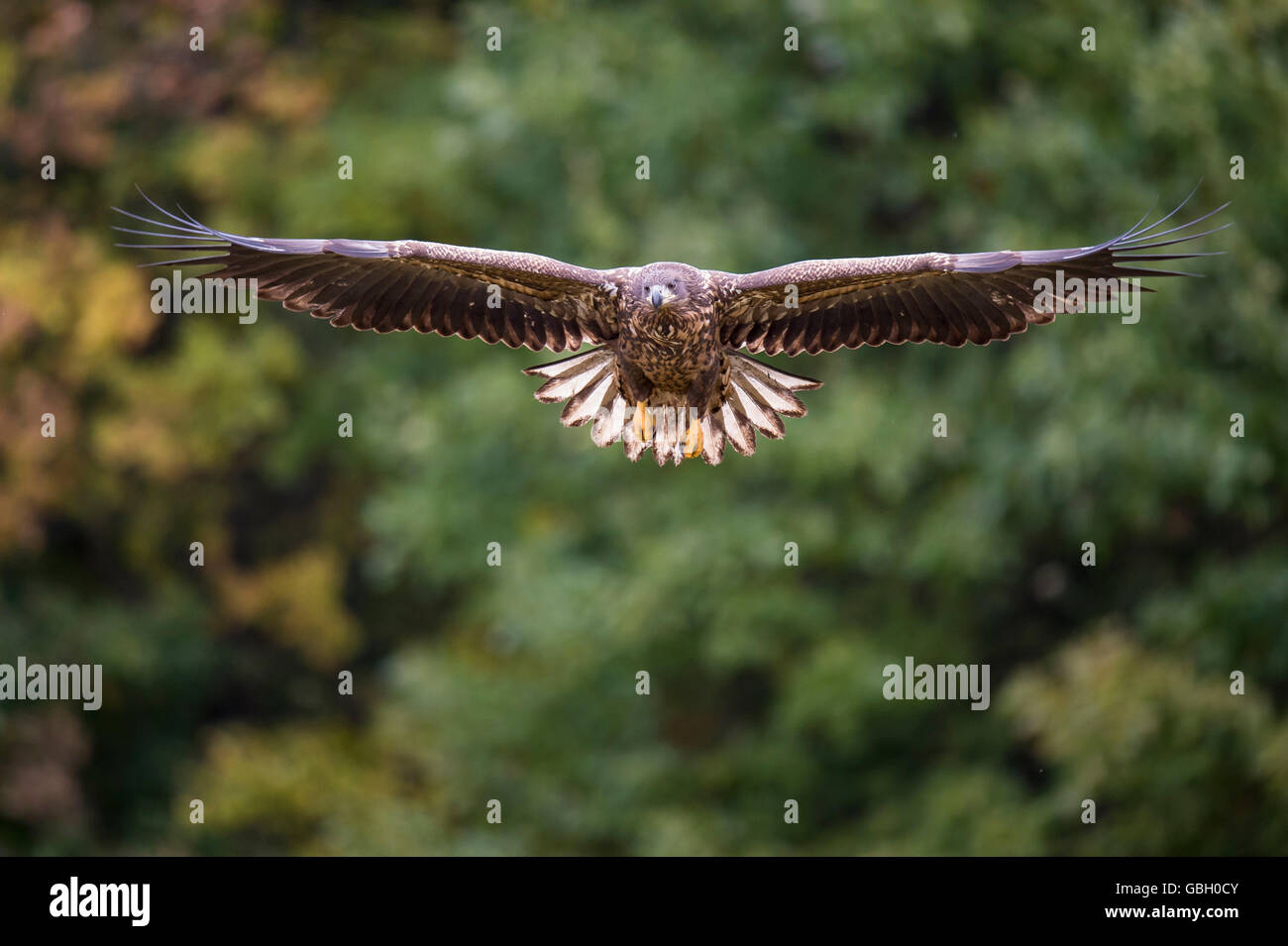 Pygargue à queue blanche, Pologne / (Haliaeetus albicilla) Banque D'Images