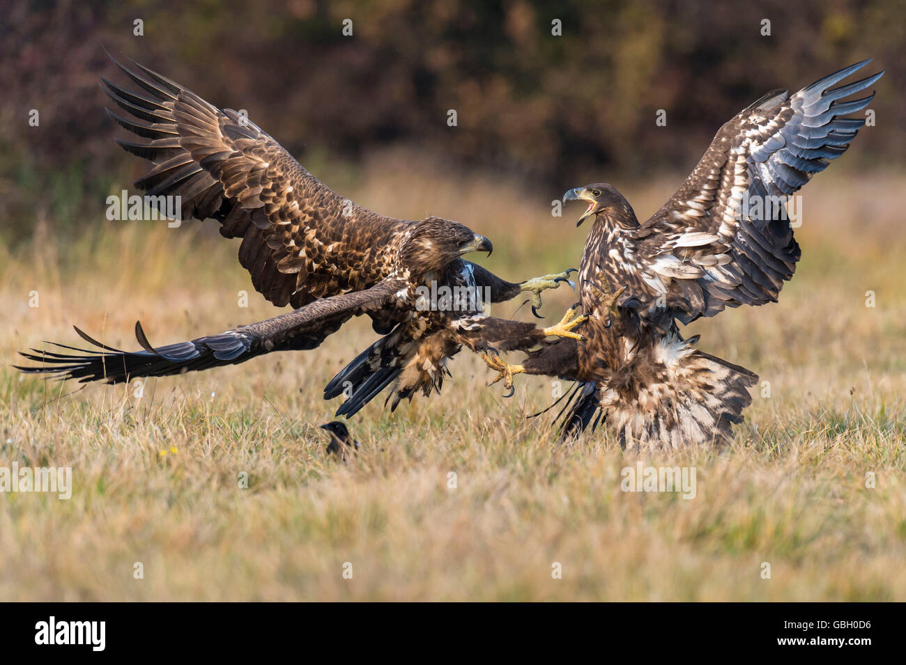 Des pygargues à queue blanche, Pologne / (Haliaeetus albicilla) Banque D'Images